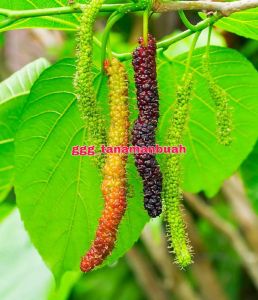 Bibit Long Murbey Super Cangkok