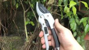 Kéo cắt cành Nhật hiệu SK5 rất sắc bén bền không rỉ sét cầm nhẹ nhàng