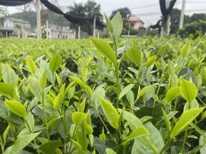 Trà Móc Câu Thượng Hạng Tân Cương Thái Nguyên (1kg)