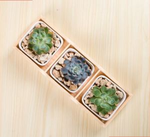 FREESHIP Khay Gỗ Đựng Đồ Đa Năng Nhiều Ngăn Tatana Khay Decor Khay Để Sen Đá Cây Cảnh