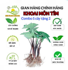 combo 5 cây khoai môn tím giống