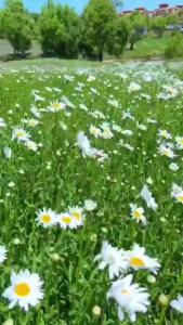 200pcs White Crystal Chrysanthemum Seeds Perennate Cold Flower Seeds