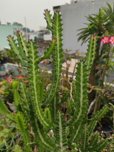 HCm - XƯơng rồng 3 cạnh thân vân sọc dễ chăm