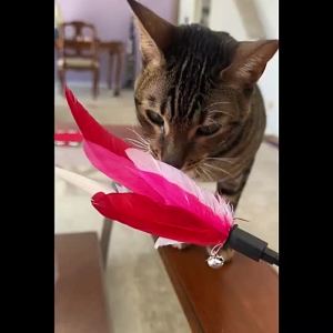 Cat Teaser Feather Stick With Bell Mainan Kucing Dengan Loceng 逗猫棒 猫玩具 Toys Funny Happy Cat Stick Cat Toys