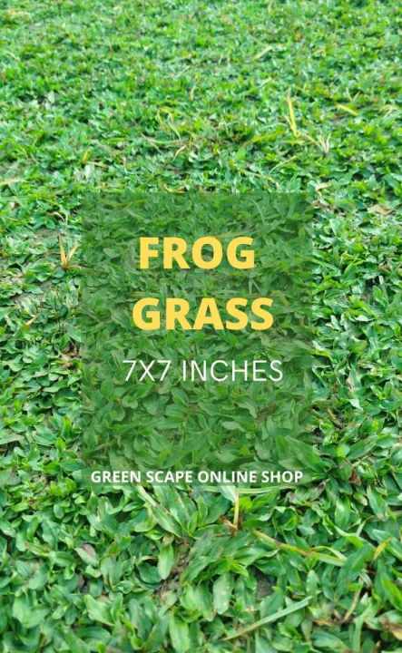 Frog Grass Live Plant | BUY 4 GET 1 | 7x7 inches💯 | Lazada PH