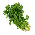 Chinese Parsley Coriander Fresh Herbs. 
