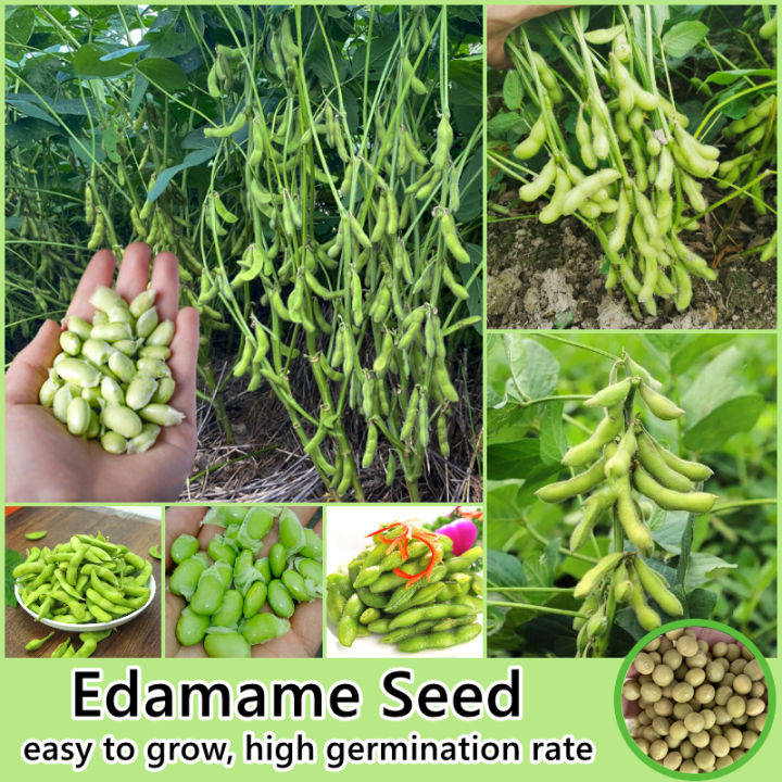 [High Germination] Edamame Seed Vegetable Seeds for Planting (50 Seeds