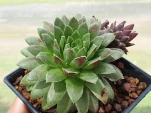 ต้นไม้อวบน้ำ กุหลาบหิน เซมเปอร์วิวัม โอลิมปิก Sempervivum Olympic - ต้นไม้เต็มเย็น สวยงาม และยังยิ้ม