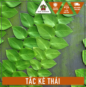 Cây Tắc Kè Thái - Bám tường - Trang trí cho cảnh quan!