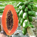 50 Seeds Sweet Cream Papaya Seeds Bonsai Papaya Seeds for Planting Vegetable Plants Dwarf Papaya Seeds Heirloom Variety Red Baby Papaya Plant Seed Papaya Fruit Seeds Papaya Tree Seeds Bonsai Tree Live Plant Dwarf Fruit Trees Seedlings Vegetable Plants. 