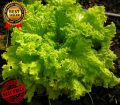 (370 SEEDS) - GREEN RAPID LETTUCE SEEDS/RAPID LG/FOR BEGGINERS VARIETY/EASY TO GROW. 