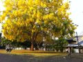 ขาย ต้นคูนเหลือง ราชพฤกษ์ ดอกไม้ประจำชาติไทย ราคาถูกเสียหายจากการขนส่งเคลมฟรีค่ะ. 