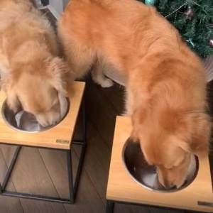 Atasco 100 Percent Whole Goat Milk Powder For Pets 400g (Best Before Date: 06/03/2026)