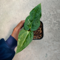 Anthurium Iron Giant Variegata. 