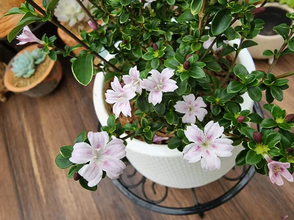 ต้นไม้ด่าง