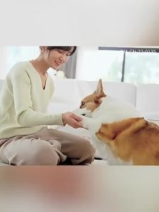 Bayer Love Walker Drops Dogs and Cats Dog Drops in Vivo and Vitro for s Large Insect Repellent for Small Dogs for Cats