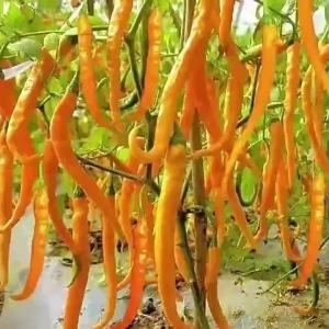 Hunan Yellow Line Pepper Seeds Yellow Tribute Seeds High Yield Pepper Seeds Yellow Pepper Seeds Yellow Spicy No.1 Vegetable Seeds