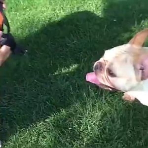 ตะกร้อหมาหน้าสั้น หน้ากากหมาหน้าสั้น  ระบายอากาศได้ดี ที่ครอบปากสุนัข ตระกร้อปากหมา  ตะกร้อกันเห่า กัด