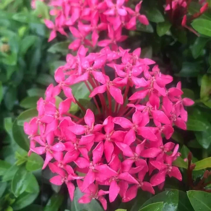 (1%20ch%E1%BA%ADu)%20c%C3%A2y%20b%C3%B4ng%20trang%20t%C3%ADm%20sen%20Th%C3%A1i%20(hoa%20m%E1%BA%ABu%20%C4%91%C6%A1n)%20-%20l%C3%A1%20nh%E1%BB%8F%20-%20Image%208