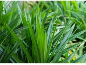 Daun Pandan Segar 1 kg / Daun Pandan Wangi Segar 500 gram Alami