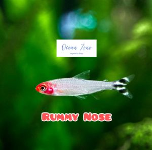 Ocean Zone Rummy Nose Tetra 5pcs/10pcs