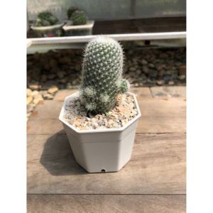 แคคตัสแมมมิลลาเรียเข็มเงิน (Mammillaria Geminispina) หนามสีเงินสั้นๆ รอบลำต้น ลูกดก กว้าง 3.5-4 cm