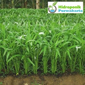 BENIH KANGKUNG SERIMPI - Isi 500 Benih CAP PANAH MERAH