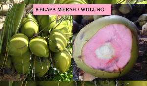 Bibit Kelapa Wulung Genjah Asli 100% Termurah Super Unggulan