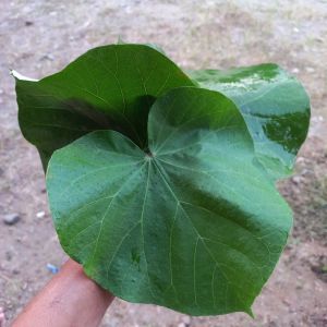 obat batuk anak tbc alami organik paling ampuh untuk mengobati tbc dan batuk