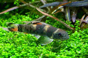 Panda Garra /algae eater/ 缅甸山鼠   2-3cm