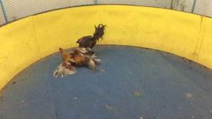 ไข่เชื้อ พม่ารำวง  ไหลชิ่งวิ่งเตะ  081-7657080