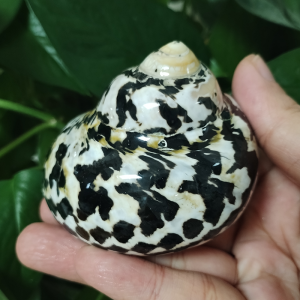 1 PC Polished Magpie Turbo Shell Black Jade Hermit Crab Seashells Crustacean Aquarium Fish Tank Landscaping Ornament Conch Gift