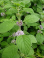 wild mint powder pudina chooranam (Mentha arvensis) corn mint serbuk daun pudina liar ginger mint japanese. 