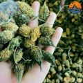 Khổ qua rừng (Mướp đắng rừng) sấy khô nguyên trái. Thảo dược thiên nhiên thu hái từ rừng tự nhiên ổn định đường huyết. 