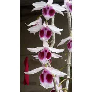 Lan Giả Hạc Ám Mắt Trâu