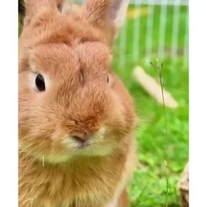 Natural   Rabbit Fruit Grass Hay Molar cake  Vegetable & Fruit Molar Cake