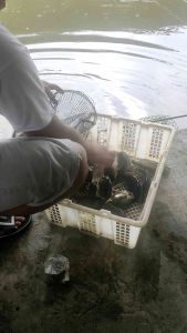 Essen Oplosan Garang Ikan Mas dan Babon Pengumpul Harian: Solusi Perawatan Ikan Air Tawar