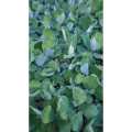 1PCS KIAMBANG BESAR FLOATING PLANT UNTUK HIASAN DAN MENAMBAHBAIK MUTU AIR KOLAM DAN AKUARIUM Pistia stratiotes 大叶浮萍. 