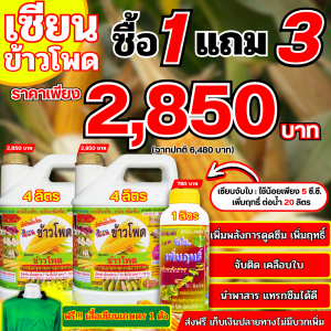 เซียนข้าวโพด 4ลิตร 1แถม2 แถมจับใบ แก้ใบเสีม่วง ต้นแคระแกรน ช่วยเพิ่มผลผลิต รากและต้นแข็งแรง ฟักใหญ่