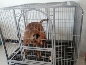 (Very Large Size) Dog cage large dog medium-sized dog dog cage golden retriever Samoyed Labrador indoor dog cage small and large 方管狗笼子宠物窝金毛狗笼泰迪博美小犬宠物笼宠物床狗狗笼铁丝笼