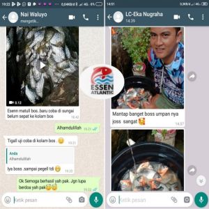 Essen Bawal Atlantic Umpan Pancing Galatama Harian 15ml