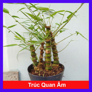 Cây trúc quan âm - trúc đùi ếch - cây cảnh phong thủy để bàn
