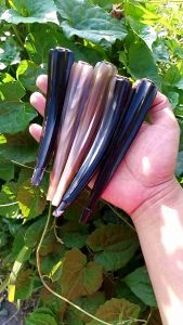 Pipa Cangklong Tanduk Kerbau Super Motif Blimbing