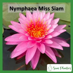 【Sean Planters】 Hardy Waterlily Nymphaea Miss Siam Water Lily 耐寒睡莲莲花 Teratai Telepok