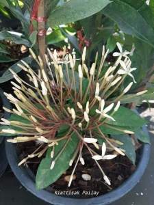 เข็มหลวง กระถาง 11 นิ้ว ไม้กระถางแข็งแรงและสวย (กทม)