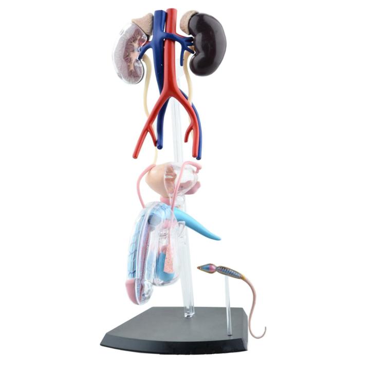 lahomia Male Reproductive System Model W/ Base Stand Human Body ...