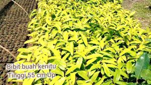 Bibit Buah Kenitu Super Unggul