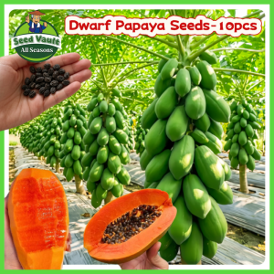 Fast Growing 10pcs Dwarf Papaya Seeds for Sale Sweet Papaya Seeds for Planting Fruits Bearing Tree Seeds Balcony Bonsai Papaya Plant Seeds Fresh Papaya Seedlings High Yield Red Lady Dwarf Papaya Seed Papaya Live Plants Papaya Fruit Seeds for Garden