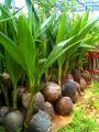 Bibit Kelapa Hibrida Wulung Serat Pink Untuk Obat Pohon Pendek Berbuah. 