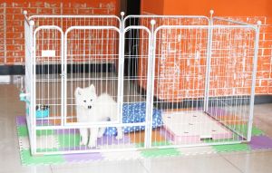 Metal Foldable Pet Safety Gate/Adustable Pet Fence Barrier/70/80/90/100cm Height 6 Panel per set (with Gate)/Local Stock